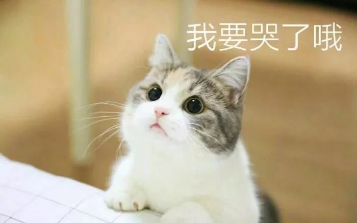 壁纸/头像 | 超可爱搞笑猫咪表情包