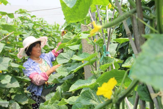 黄瓜开花不结果怎么办