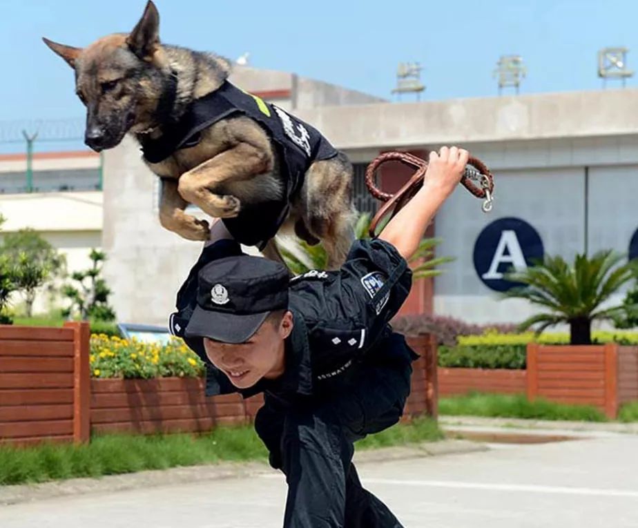 格斗射击,消防演练,警犬表演……燃