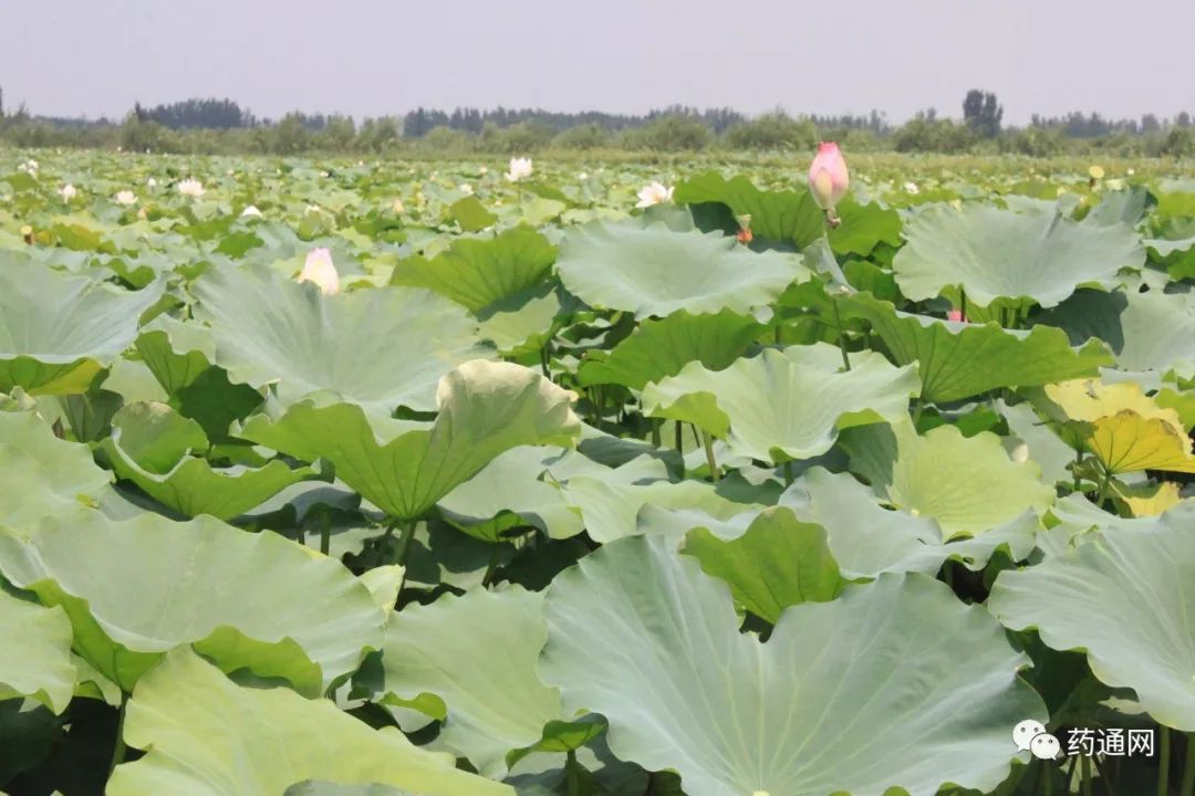 万亩荷塘风景区,位于山东省曹县魏湾镇,依托太行堤第二,三水库.