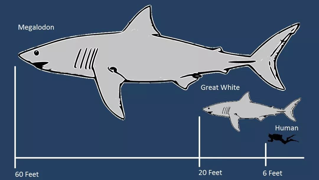 巨齿鲨,大白鲨和愚蠢的人类尺码表