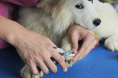 个人养狗经验分享怎么给两个月狗狗剪指甲给幼犬剪指甲剪出血