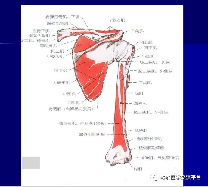 第二讲项背部肌肉应用解剖图文