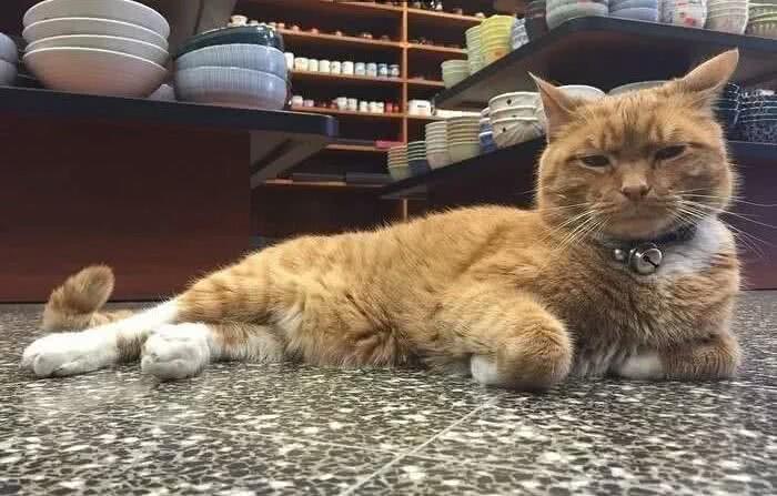 老总变成猫_喜羊羊变成猫的图片(3)