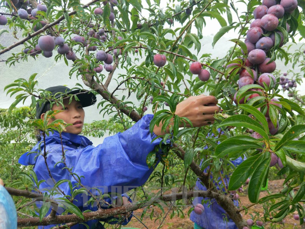 暑假,文山一农村女娃摘李子挣学费