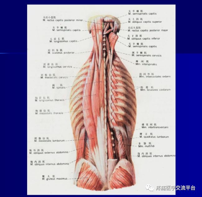 第二讲项背部肌肉应用解剖图文