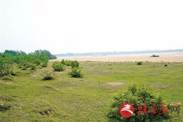 昨日,记者从正阳县林业局获悉,该县拟在大林,皮店,陡沟3个乡镇的淮河