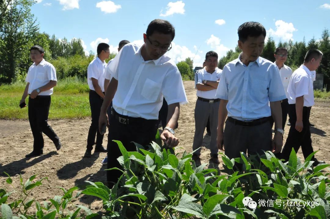 8月6日,锦河农场场长任传军,农业副场长王园林带领农业战线工作人员41