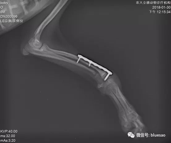 病例分享贵宾犬左前肢桡尺远端骨折prcl内固定病例分享