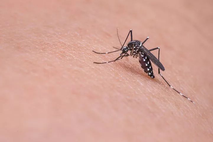 公蚊子并不会吸取人的血液来维持生存,而母蚊子才会通过吸血来达到