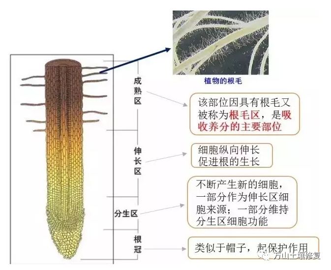 如图2所示,根尖从顶端依次分为根冠,分生区,伸长区,成熟区.