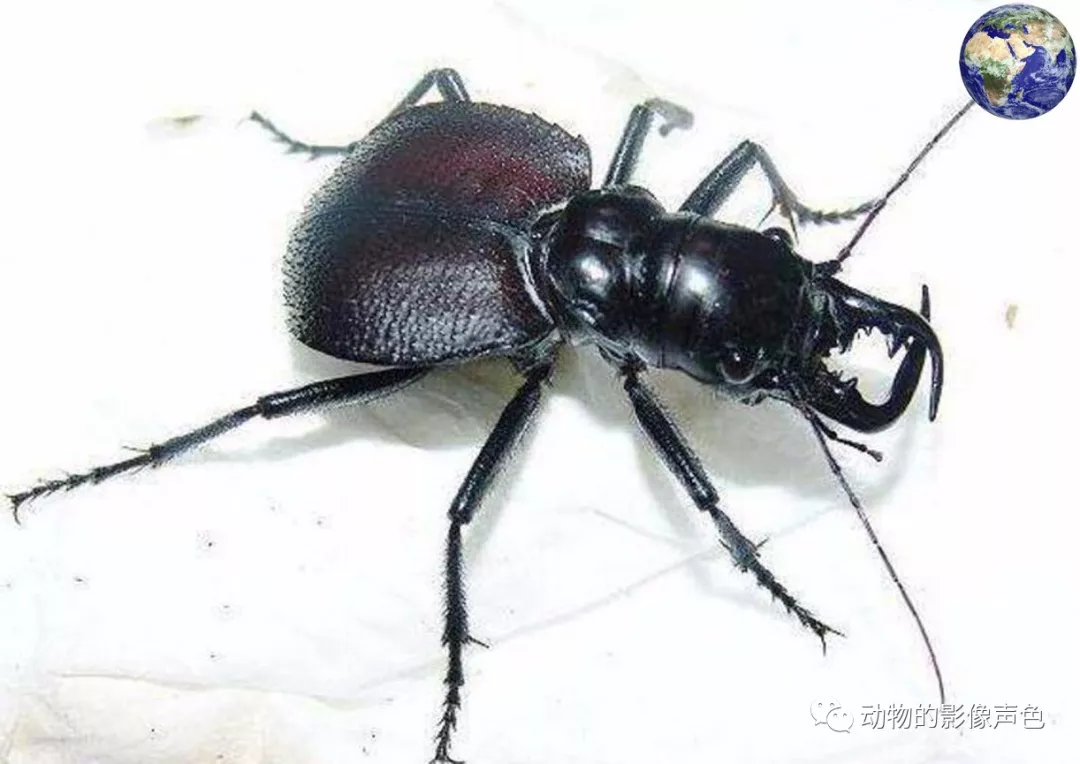 非洲大陆最残暴的昆虫—大王虎甲,能够咬死老鼠和蜥蜴
