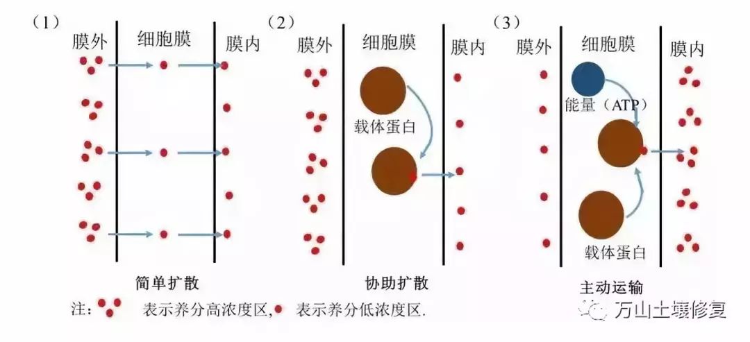 (2)协助扩散类似于简单扩散,细胞膜内外溶液存在浓度差即可.