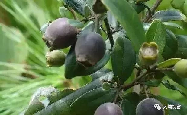 牛奶树根分为白花牛奶树根和红花牛奶树根,生长环境为深山老林,用来