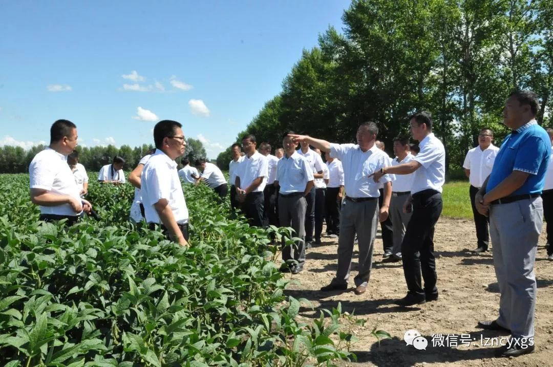 8月6日,锦河农场场长任传军,农业副场长王园林带领农业战线工作人员41