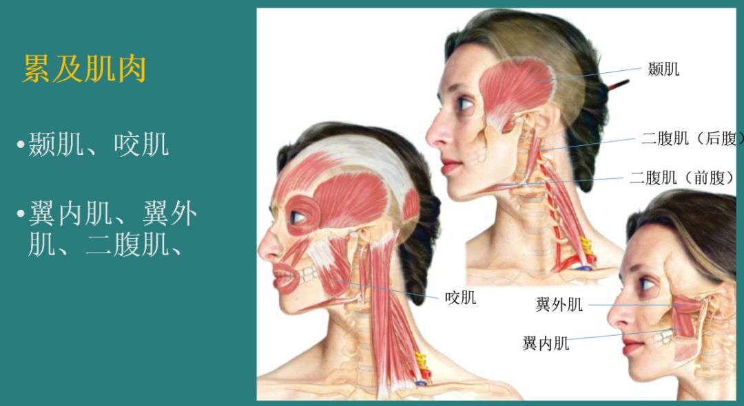 ⑥鼻咽癌. 2.颞下颌关节炎 (1)急性化脓性颞下颌关节炎 .