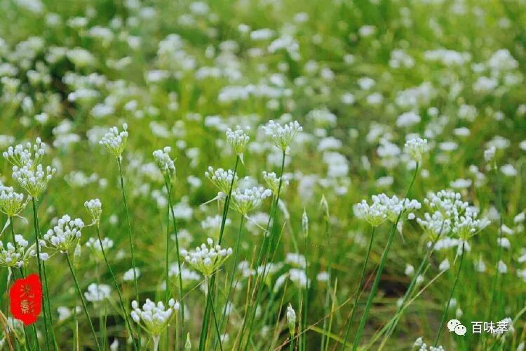 反哺山野百味萃丨麻麻花山葱花野韭花欣赏