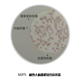 一种耐热大肠菌群分离方法