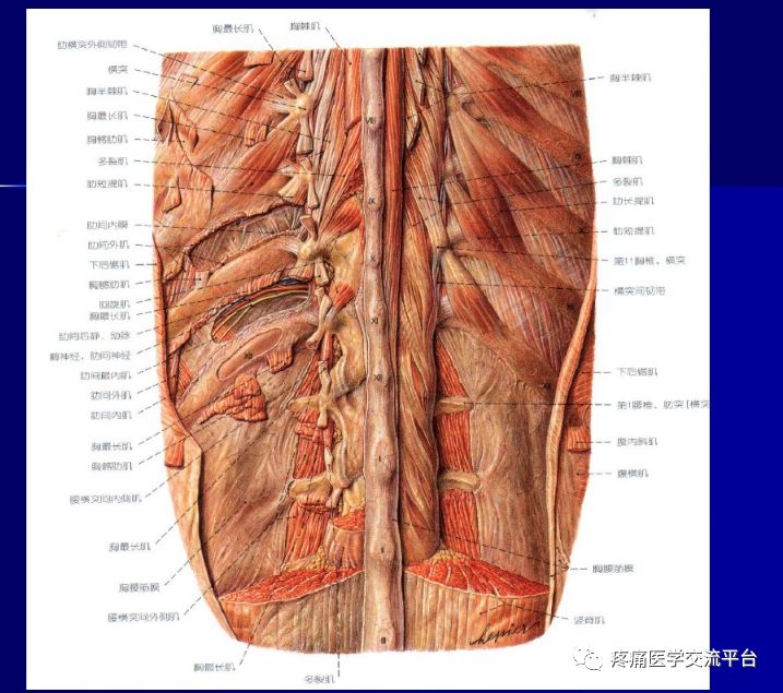 第二讲-项背部肌肉应用解剖(图文)