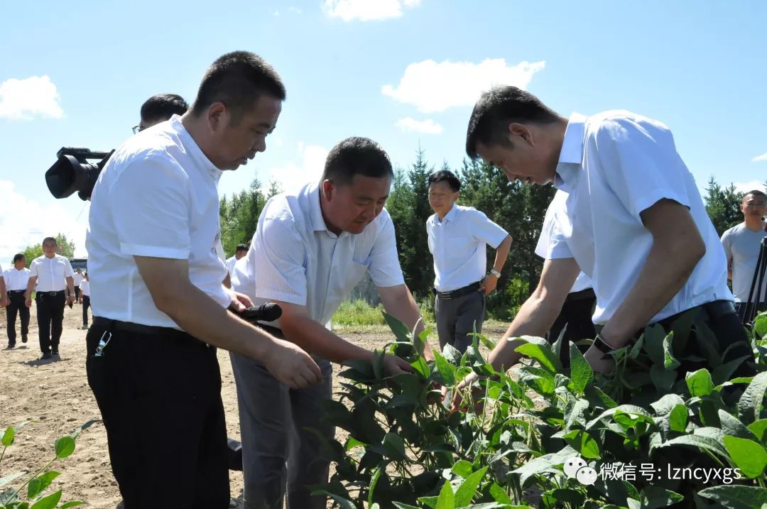 8月6日,锦河农场场长任传军,农业副场长王园林带领农业战线工作人员41