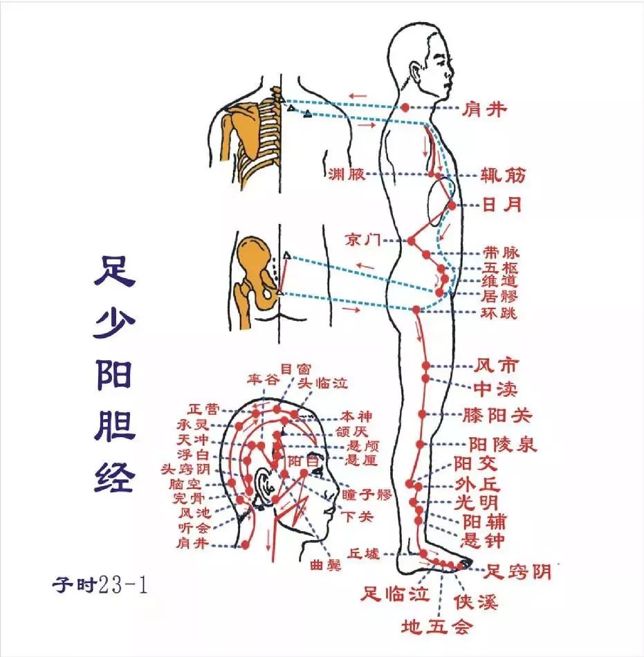 11 胆经 胆经不通会严重影响您的腿部血液血环,出现腿凉,还会引起