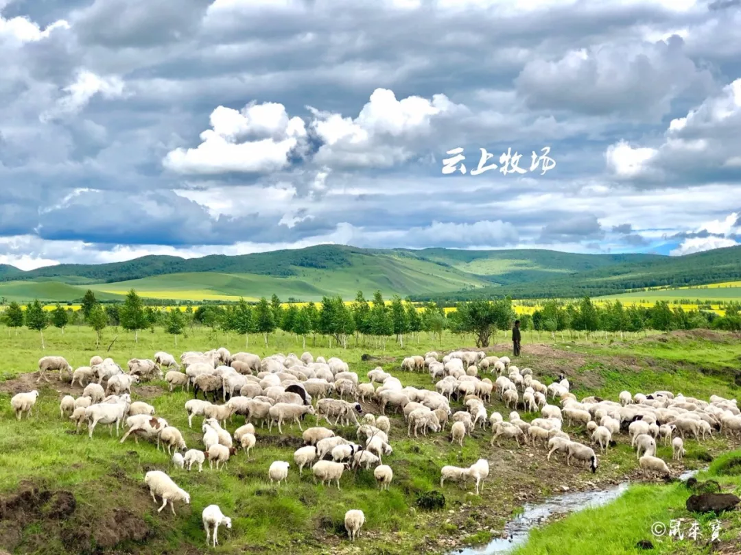 好一幅牧羊画,赶紧用相机锁住这唯美的原野放牧风景