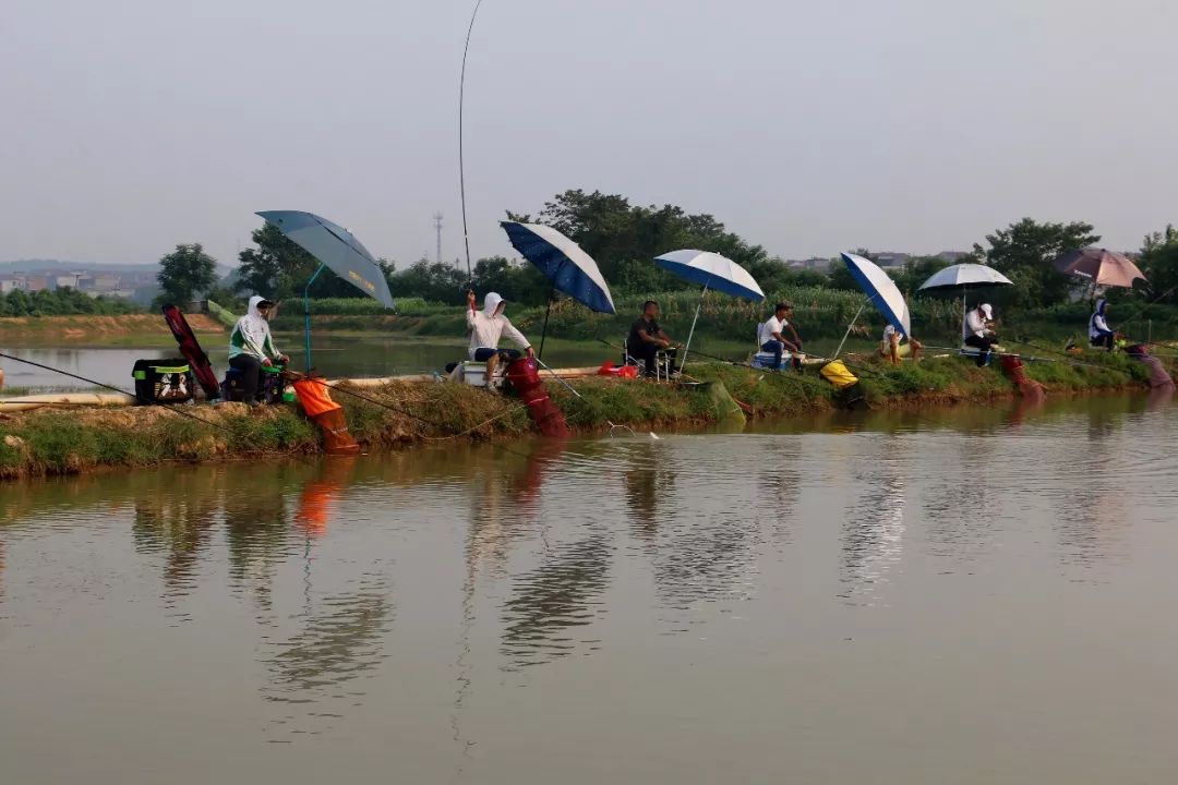 八景第一届国际钓鱼大赛圆满成功!精彩绽放!欢迎观看全程直播