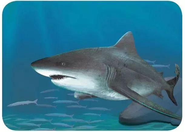 它是密集恐惧症的近亲:海中之狼-牛鲨