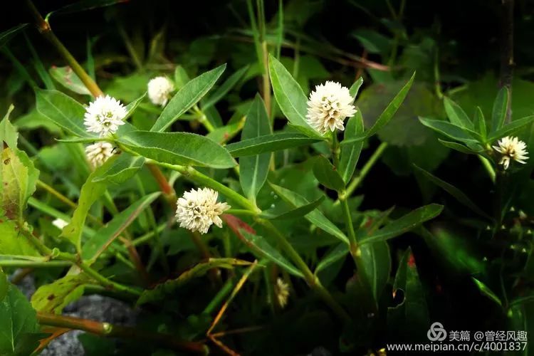 接头状花序下部常混杂以蛛丝毛,很惹眼的花白头翁,俗称羊胡子花,毛莨