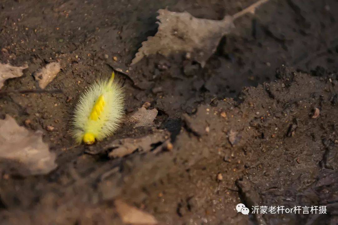 还记得劳模店枣树上的蛰了毛子吗小时候被它整的死去活来如今很难见其