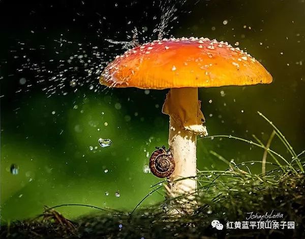 【妞妞讲故事】雨中的小蘑菇