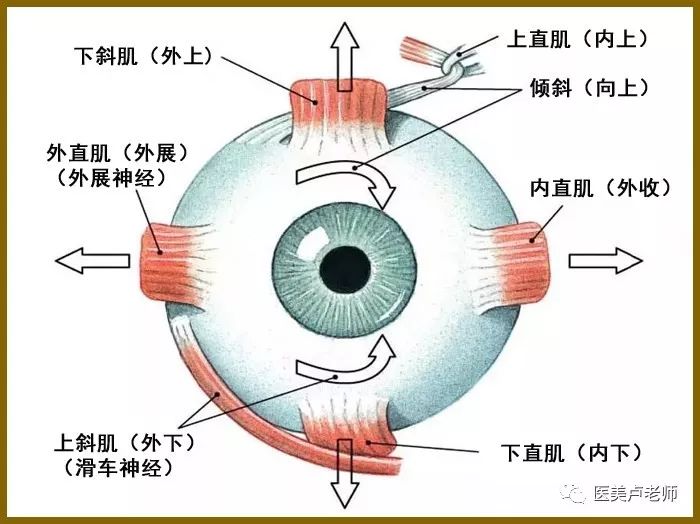 眼肌及其支配神经的解剖图示_眼球