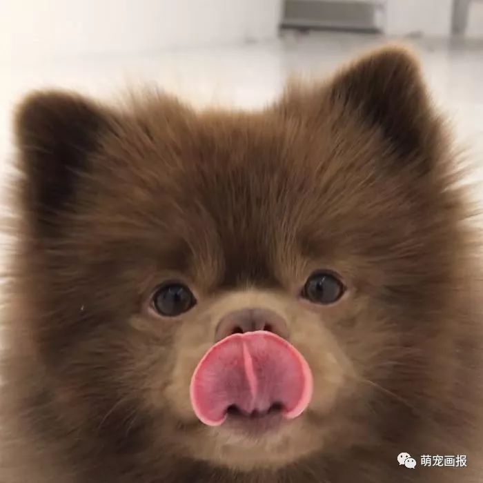 一枚可爱的棕色博美犬,萌萌哒