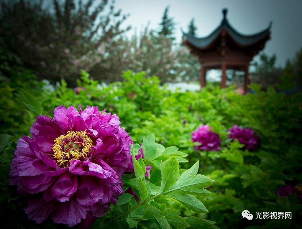 唯有牡丹真国色花开时节动京城