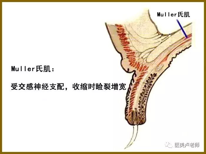 眼肌及其支配神经的解剖图示