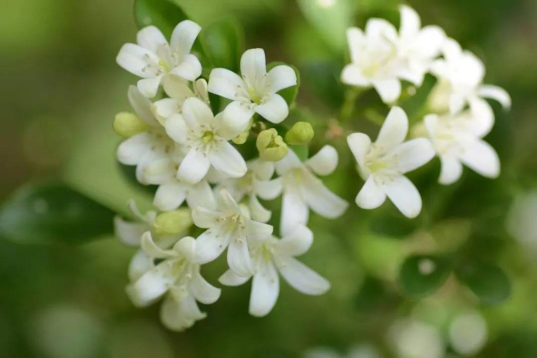 席慕蓉诗中的绿树白花,满园郁香,正是我们今天的七里香.