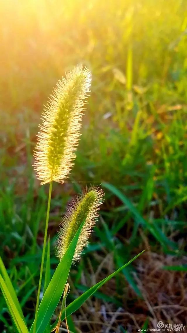 清晨的金灿灿阳光,夏日公园处处是美景