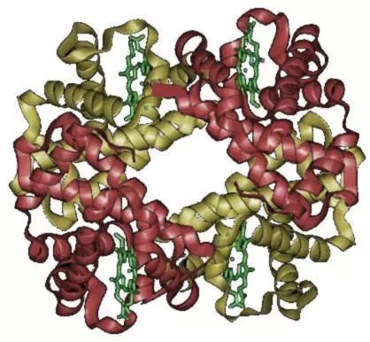 红细胞才能得到氧气,进而,通过血红蛋白,把氧分子固定住,送到各组织