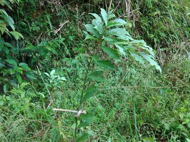 生长环境为深山老林,用来煲汤的必须是白花牛奶树根