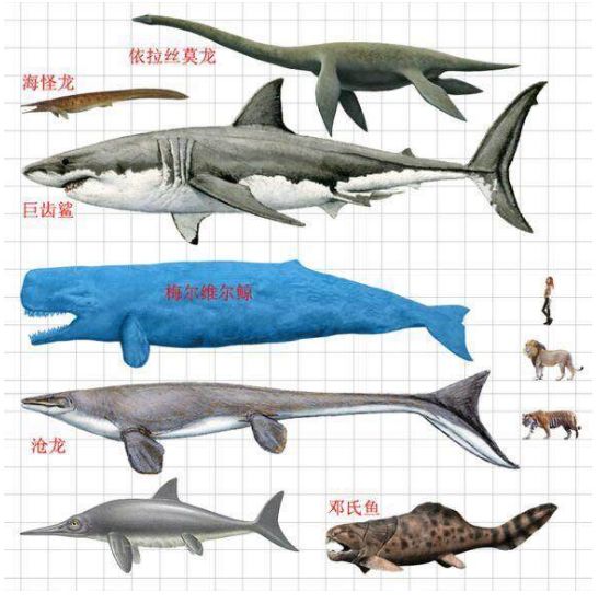 巨齿鲨vs沧龙