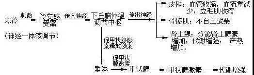 长期服用抗组胺药,利尿药等的孩子 这些药物会影响人体机体体温调节