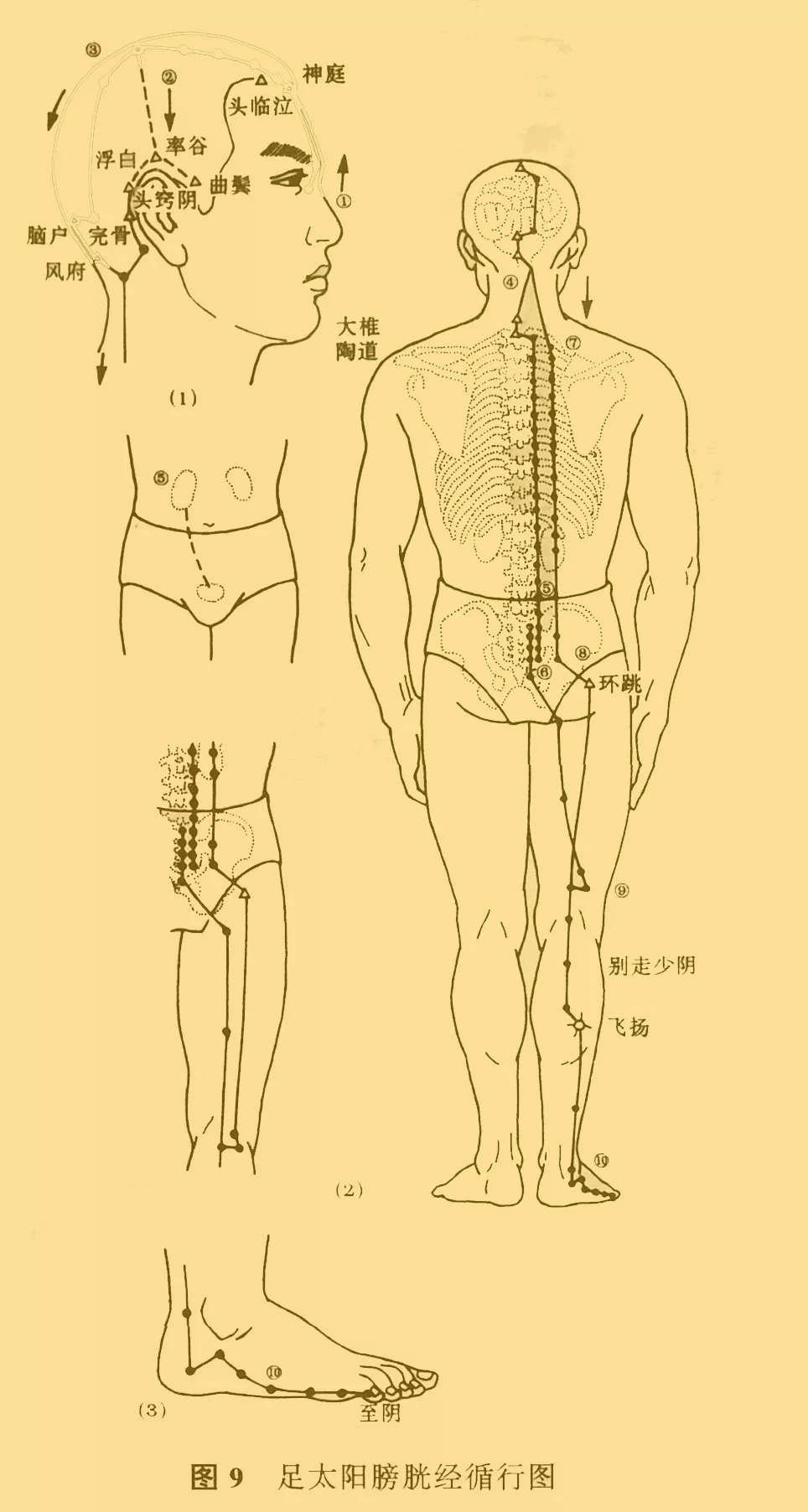 中医推拿之经络与腧穴