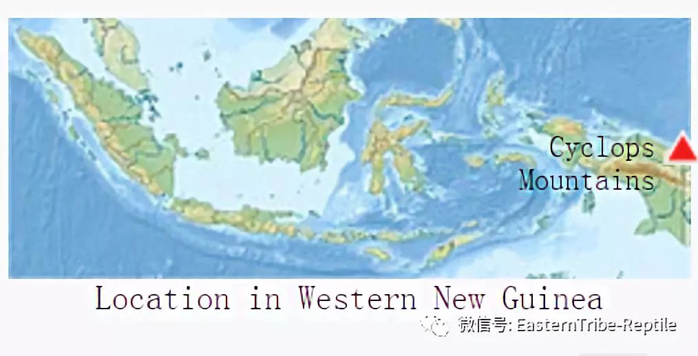 aru岛屿地区种群:jayapura岛种群:sorong (索隆)种群:biak(比亚克)岛