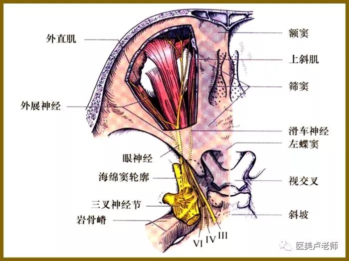 眼肌及其支配神经的解剖图示_眼球