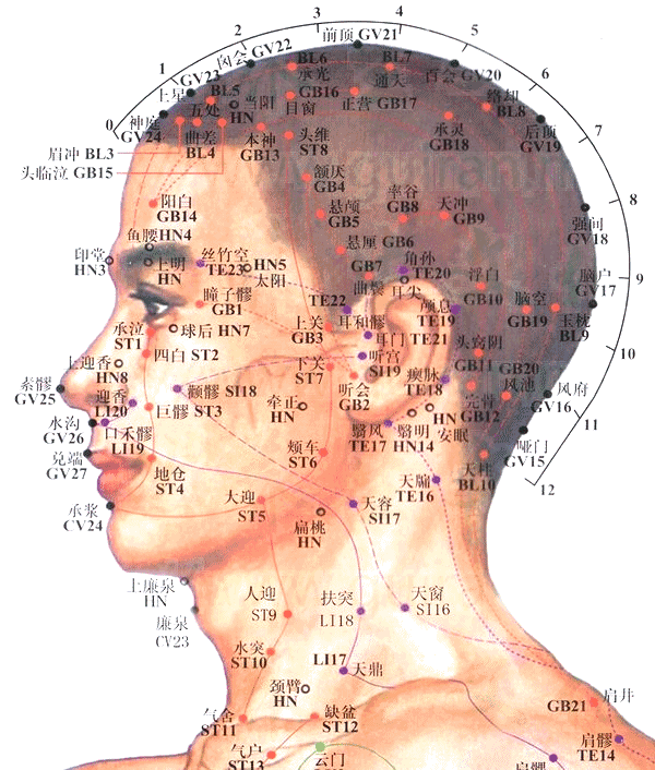 【解剖】有颞肌;后方有颞浅动,静脉;布有耳颞神经分支,面神经颞支.