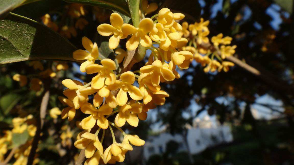 八月桂花遍地开家里的桂花却没动静原来是这出了错