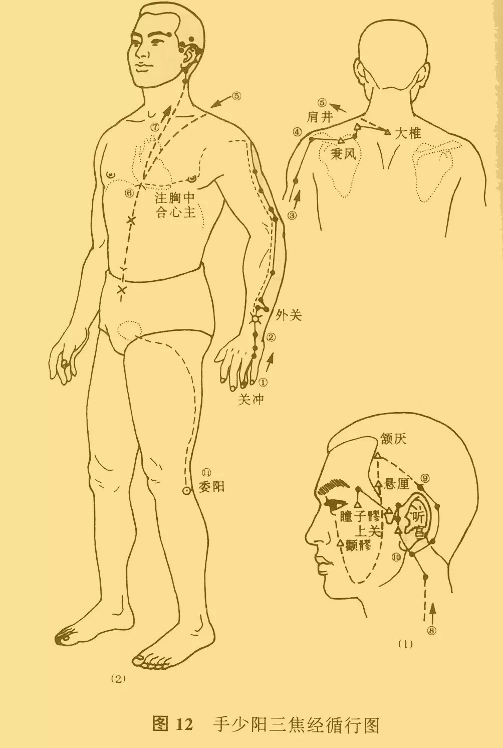 中医推拿之经络与腧穴