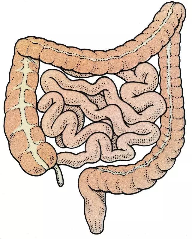 肠道健康你我他