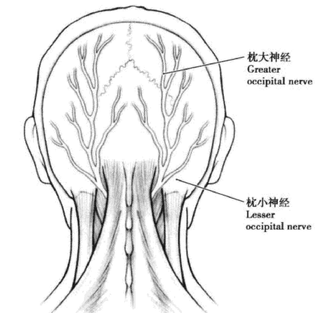 小病小痛自我诊疗枕神经痛