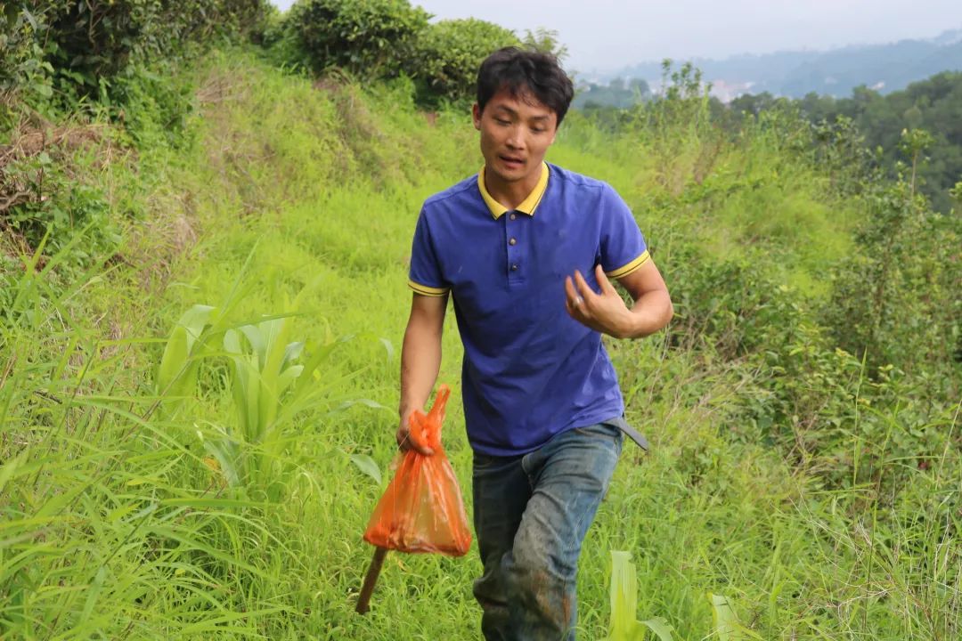 凤庆小黑头鸡枞的寻觅者,他以深山寻味守护纯正的家乡